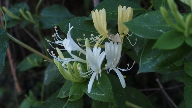 Ai margini 1 - Lonicera japonica